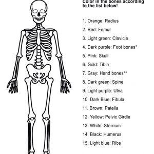 Bones Handout